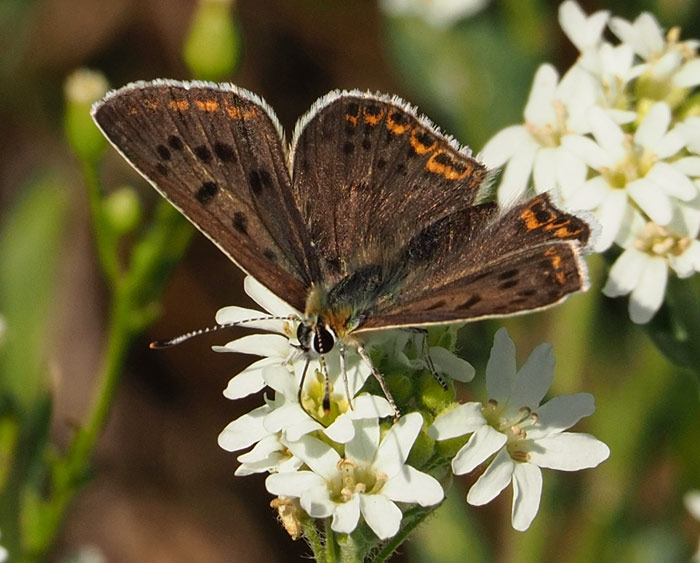 Brauner Feuerfalter, Lycaena tityrus